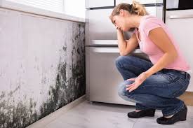 Mold Odor Removal Services in Harrisville, WV